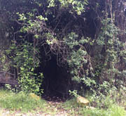 EL BOSQUE DE LOS QUICHES
