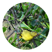 AVISTAMIENTO DE AVES